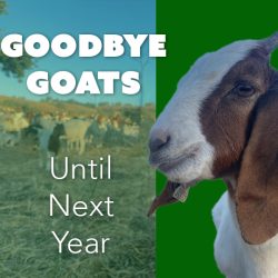 Goats Successfully Complete Fire Prevention Work