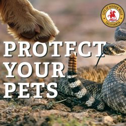 Protecting Your Pets: Rattlesnake Safety for Dogs