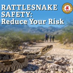 Rattlesnake Safety: Reduce Your Risk