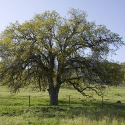 Protect Your Trees: Invasive Shothole Borer Beetle Training